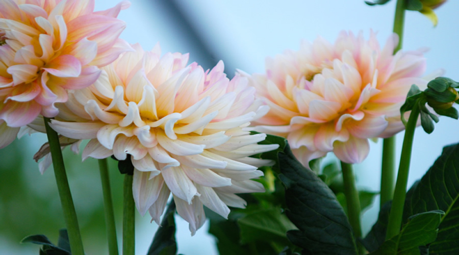 Dahlias grown at Silver Creek Stables Greenhouse